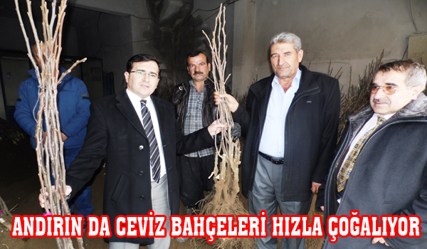 ANDIRIN DA CEVİZ BAHÇELERİ HIZLA ÇOĞALIYOR