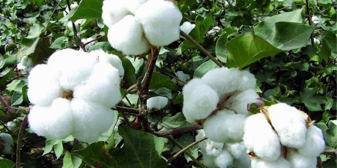 Aydınlı çiftçi pamuğa yöneldi