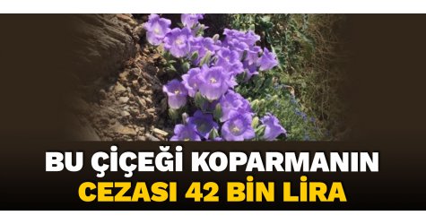 Bu çiçeği koparmanın cezası 42 bin lira