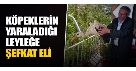 Köpeklerin yaraladığı leyleğe şefkat eli