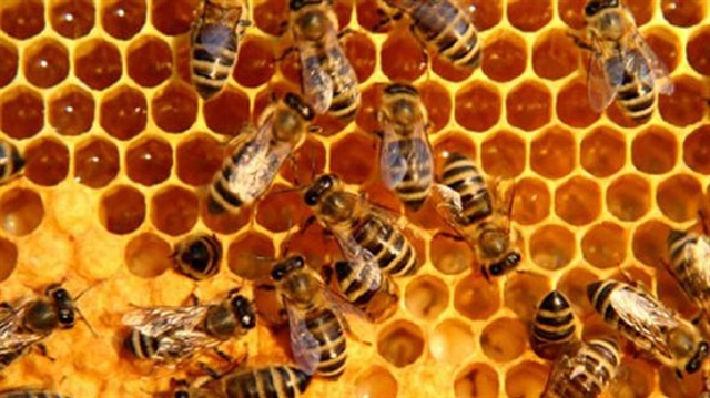 Arıcılar uyarıldı: Görür görmez ihbar edin