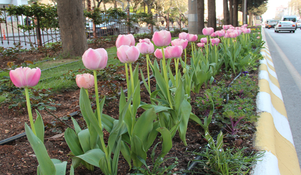 ŞEHRİMİZ ÇİÇEKLERLE RENGARENK OLDU