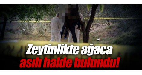 Zeytinlikte ağaca asılı halde bulundu!