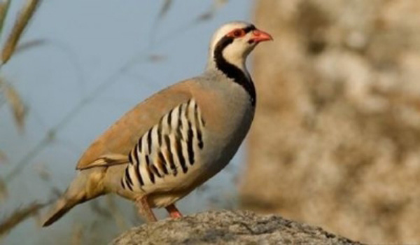 İLİMİZDE AVLANMA YASAKLARI BAŞLADI