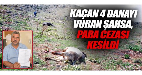 Kaçan 4 danayı vuran şahsa, para cezası kesildi
