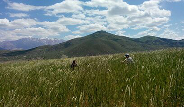 AFŞİN DE SÜNE MÜCADELESİ ÇALIŞMALARI BAŞLADI