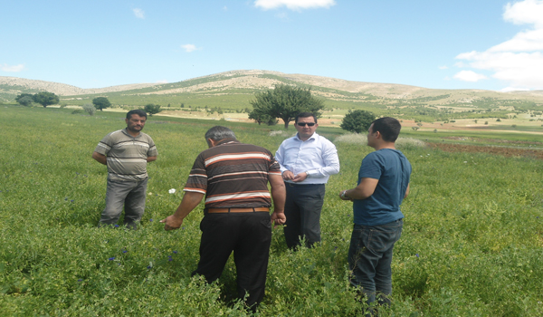 AFŞİN DE BİTKİSEL ÜRETİMİ GELİŞTİRME FAALİYETLERİ DEVAM EDİYOR