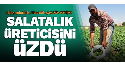 Salatalık üreticisini üzdü... 1 kilo salatalık, 1 bardak çay bile etmiyor