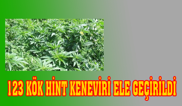123 KÖK HİNT KENEVİRİ ELE GEÇİRİLDİ
