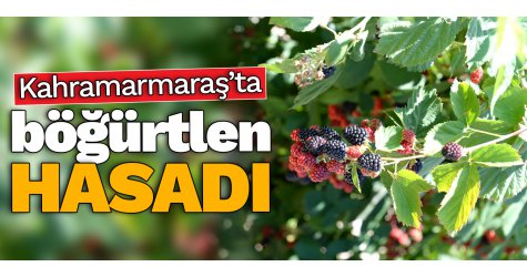 Kahramanmaraş’ta böğürtlen hasadı