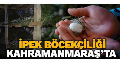 İpek böcekçiliği Kahramanmaraş’ta