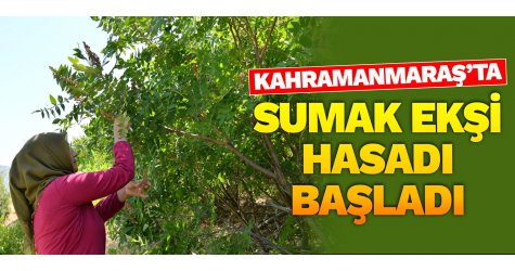 Kahramanmaraş’ta sumak ekşi hasadı başladı