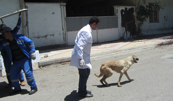 DOĞAL YAŞAMLARINA GERİ DÖNDÜLER