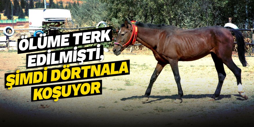 Ölüme terk edilmişti, şimdi dörtnala koşuyor