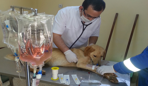 SOKAK HAYVANLARININ TEDAVİLERİ DEVAM EDİYOR