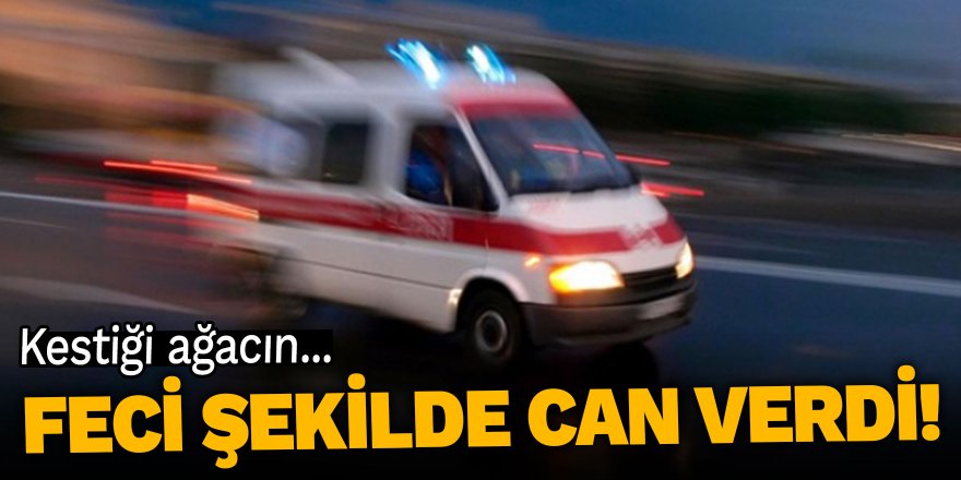 Kestiği ağacın... Feci şekilde can verdi