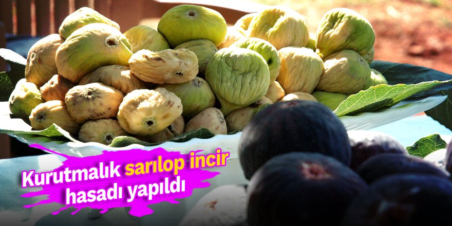 Kurutmalık sarılop incir hasadı yapıldı