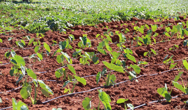 KAHRAMANMARAŞ TARIMINDA YENİ BİR TÜR OLAN GÖLEVEZ EKİMİ GEÇEKLEŞTİRİLDİ