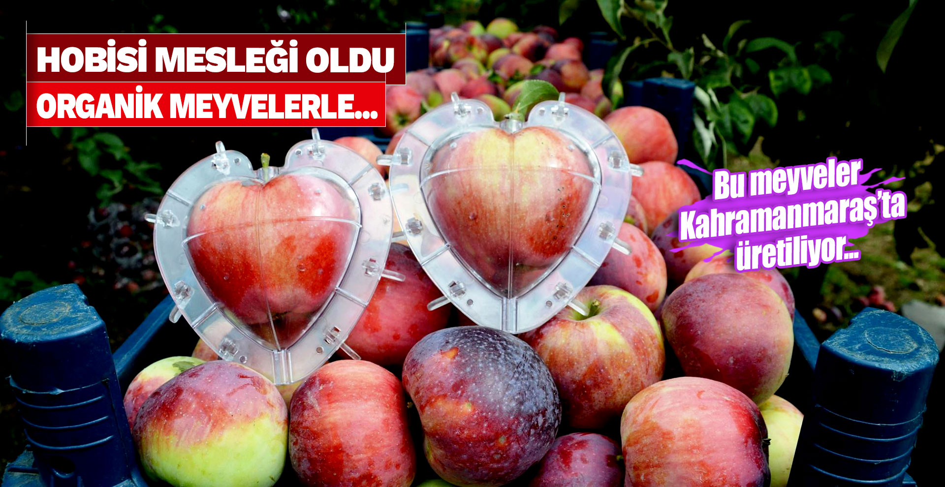 Hobisi mesleği oldu