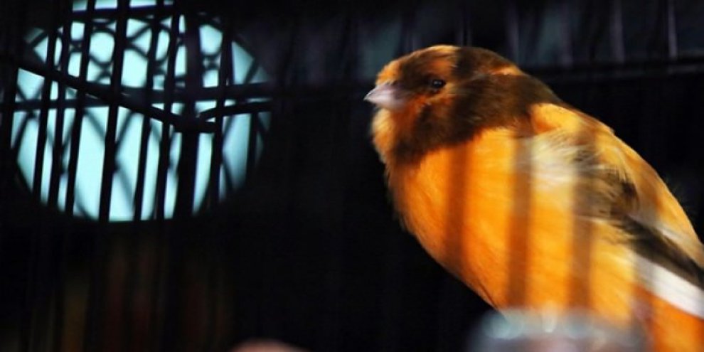 İnanılmaz! Otomobil fiyatına satılıyor