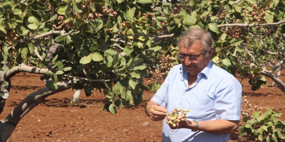 Kilis’te dünyada benzeri olmayan fıstık üretildi