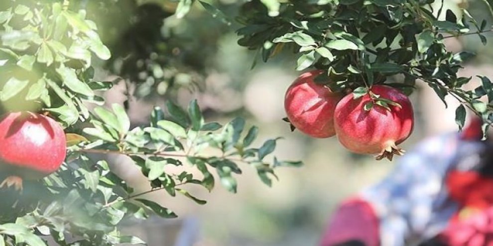 Rusya'dan iki ürüne izin