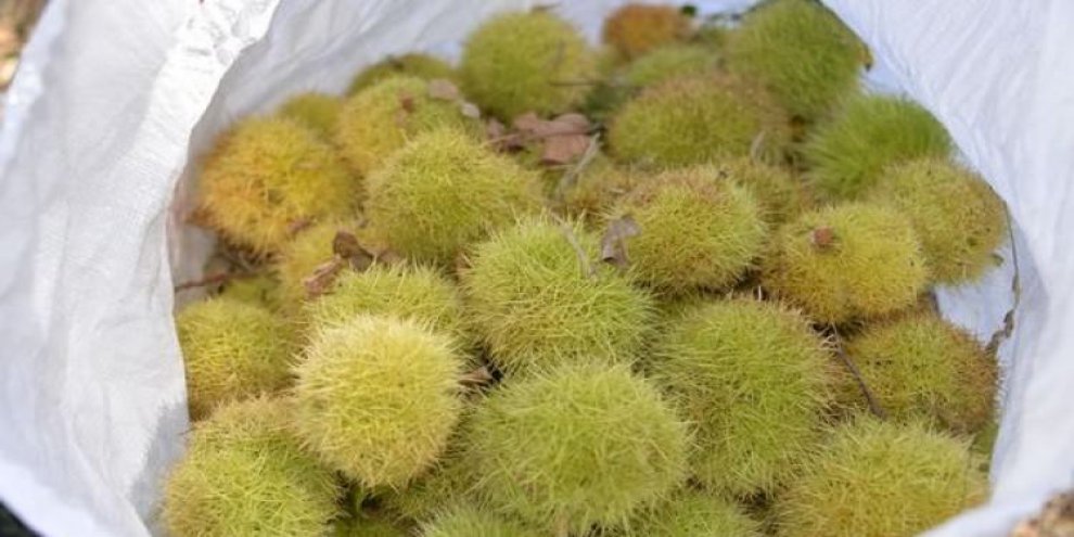 Kilosu 10 liradan 3 liraya kadar düştü