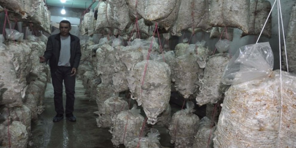 3 ayda 2 ton üretti! 60 bin lira kazanacak