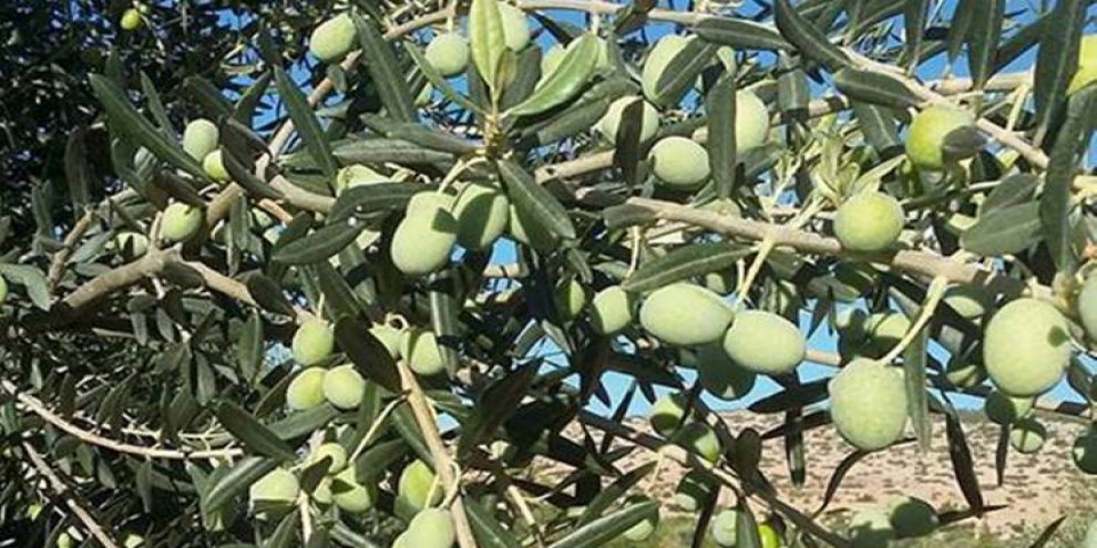 Zeytin altın yılını yaşıyor