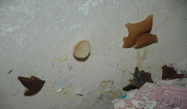 BİNANIN DUVARLARINDA MANTAR TÜREDİ