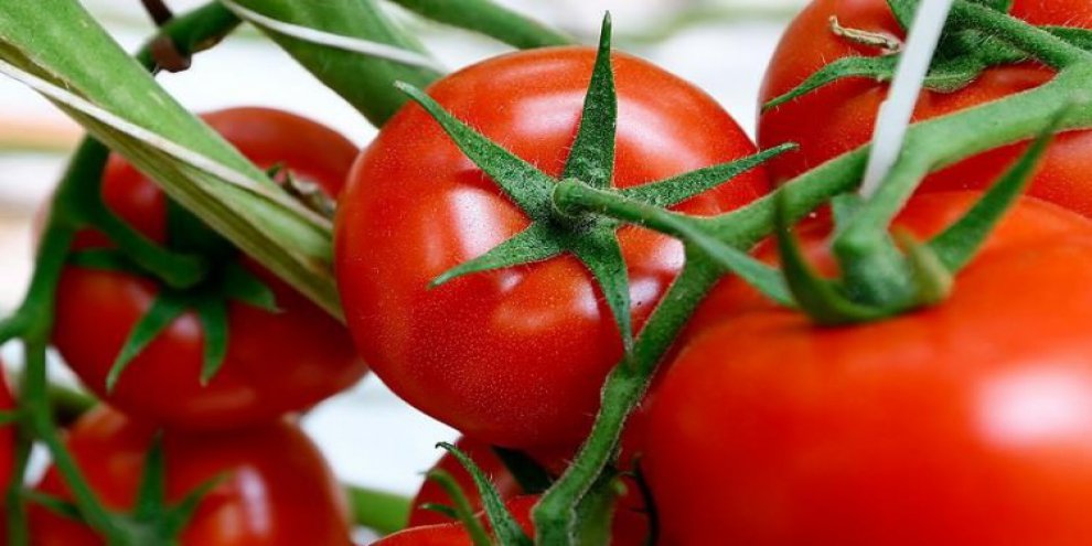 Rusya'nın domates ihracatındaki kararına tepki