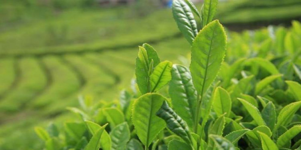 Kilosu 4 bin 500 ama yok satıyor