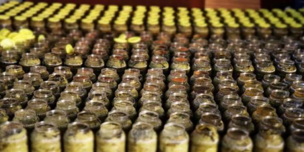 Manisa'nın salamura yaprağı İngiliz soflarında