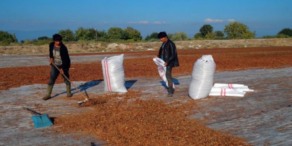 Salçadan geriye kalanı kurutup 300 liraya satıyor