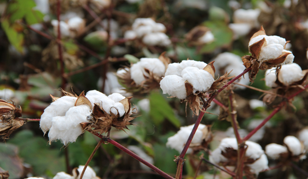 PAMUKTA MAKİNELİ HASAT BAŞLADI