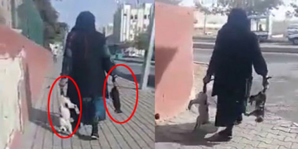 Zehirleyip çöpe atıyor! Görüntülere tepki yağıyor