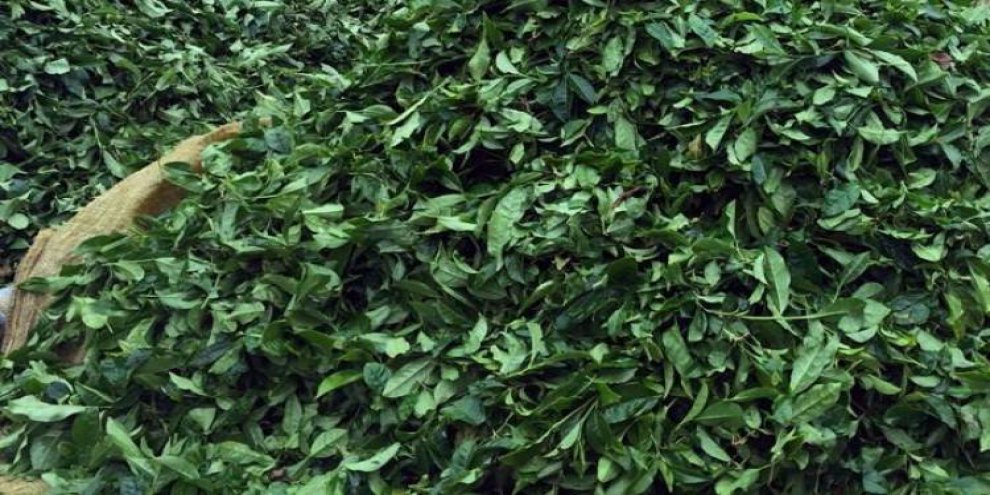 10.5 milyonluk çay ihracatı