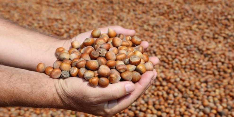 140 bin ton fındık aldılar