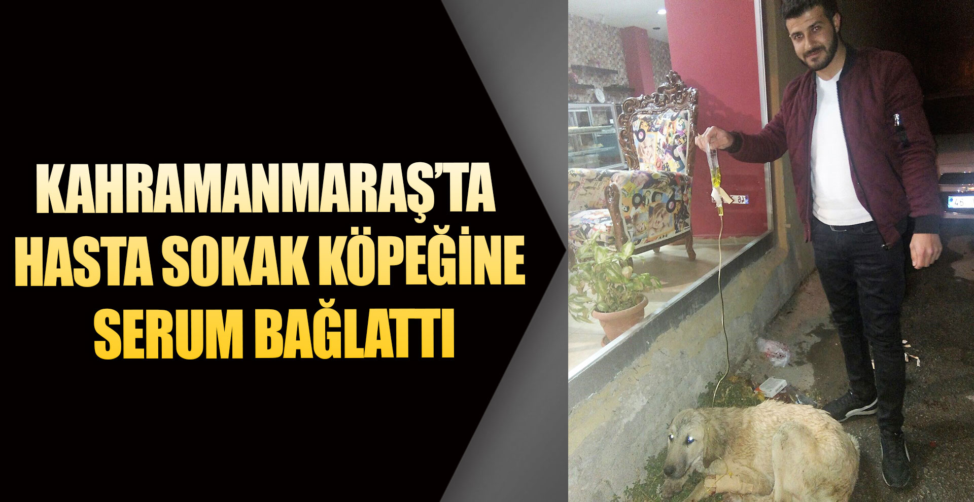 Hasta sokak köpeğine serum bağlattı