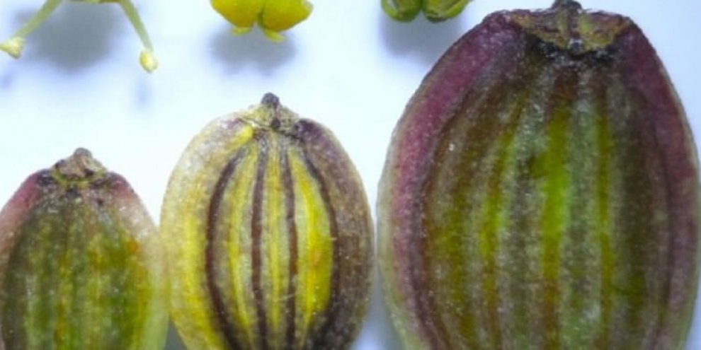 Dünyanın hiçbir yerinde yok! İzmir'de keşfedildi