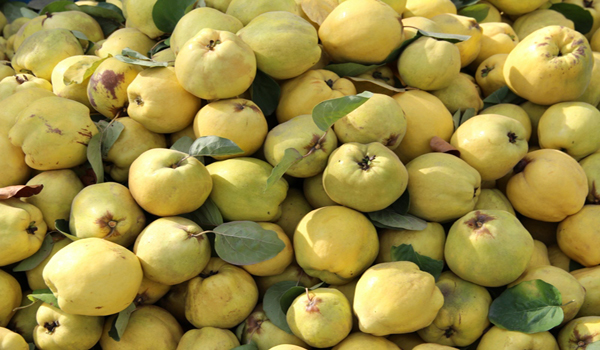 KAHRAMANMARAŞ TA AYVA HASADI BAŞLADI