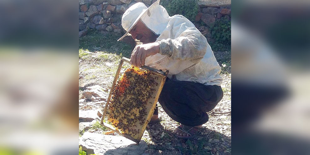 Ağaçtan düşüp hayatını kaybetti
