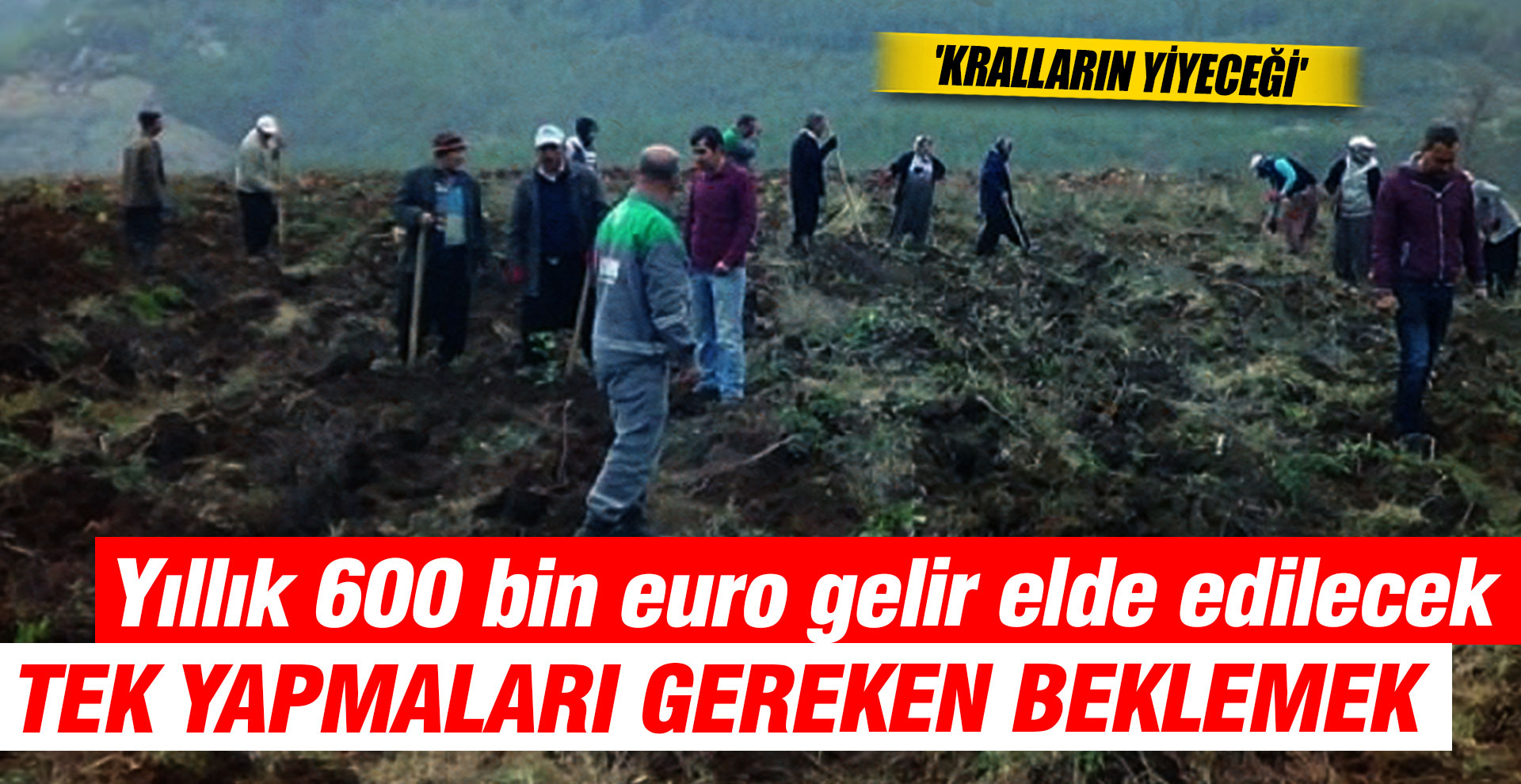 Yıllık 600 bin euro gelir elde edilecek