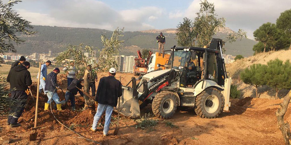 Büyükşehir’den ağaç dikimi