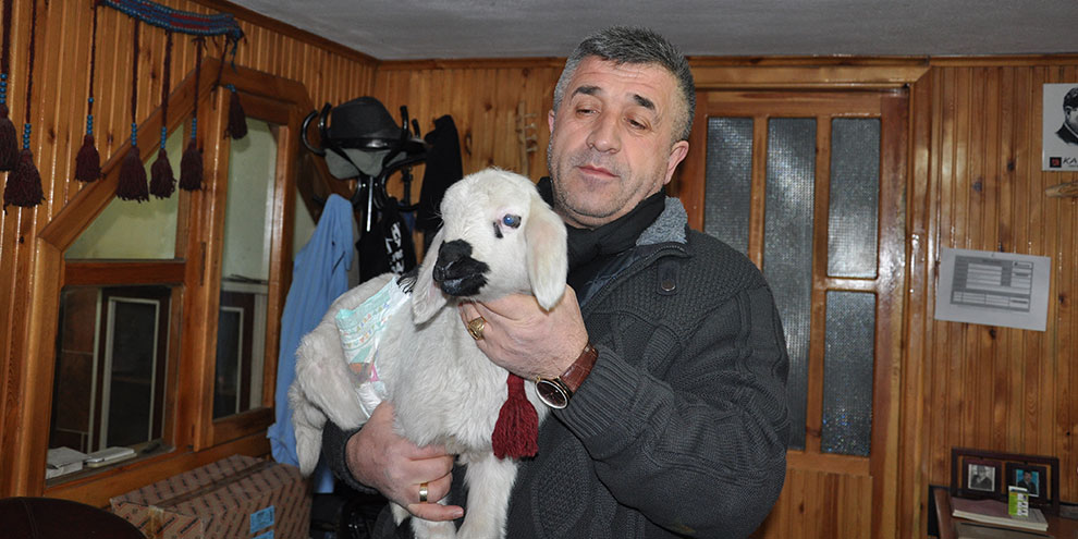 Bez bağlayıp biberonla beslediği kuzuyla 24 saatini geçiriyor