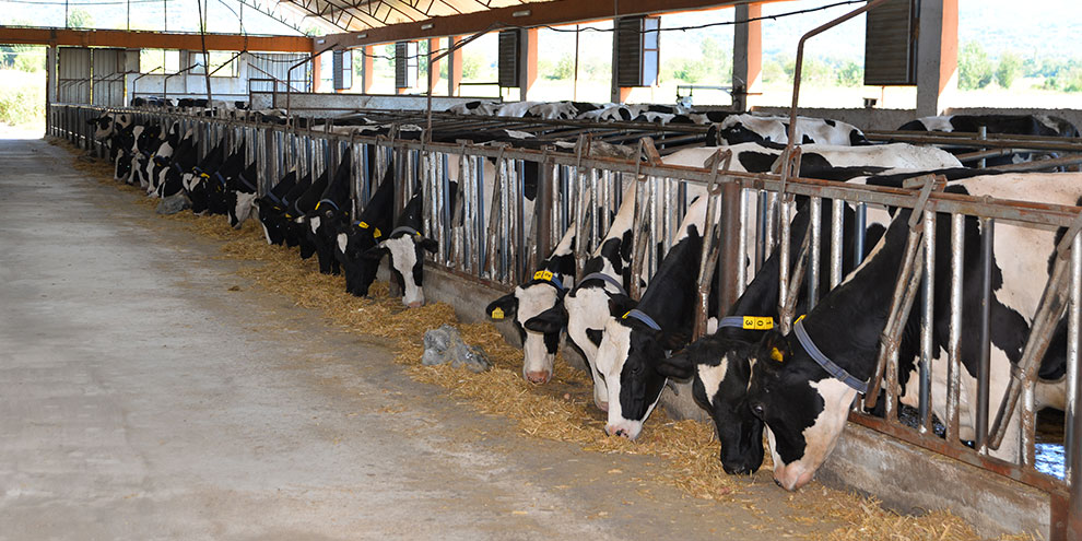 Dişi hayvan kesimi ile ilgili uyulması gereken kurallar