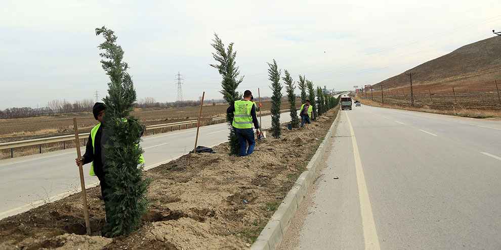 Büyükşehir’den refüjlere 3 bin ağaç