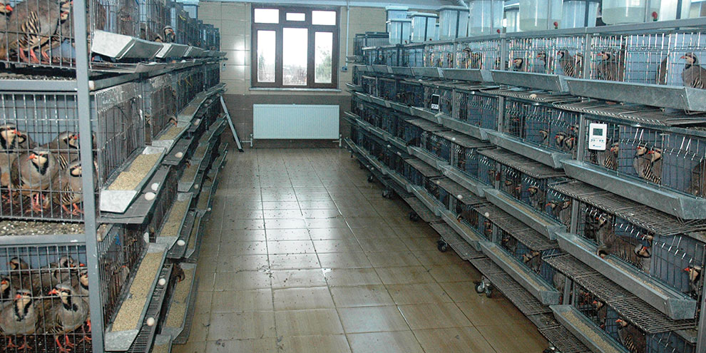 Kahramanmaraş'tan doğaya 12 bin kınalı keklik