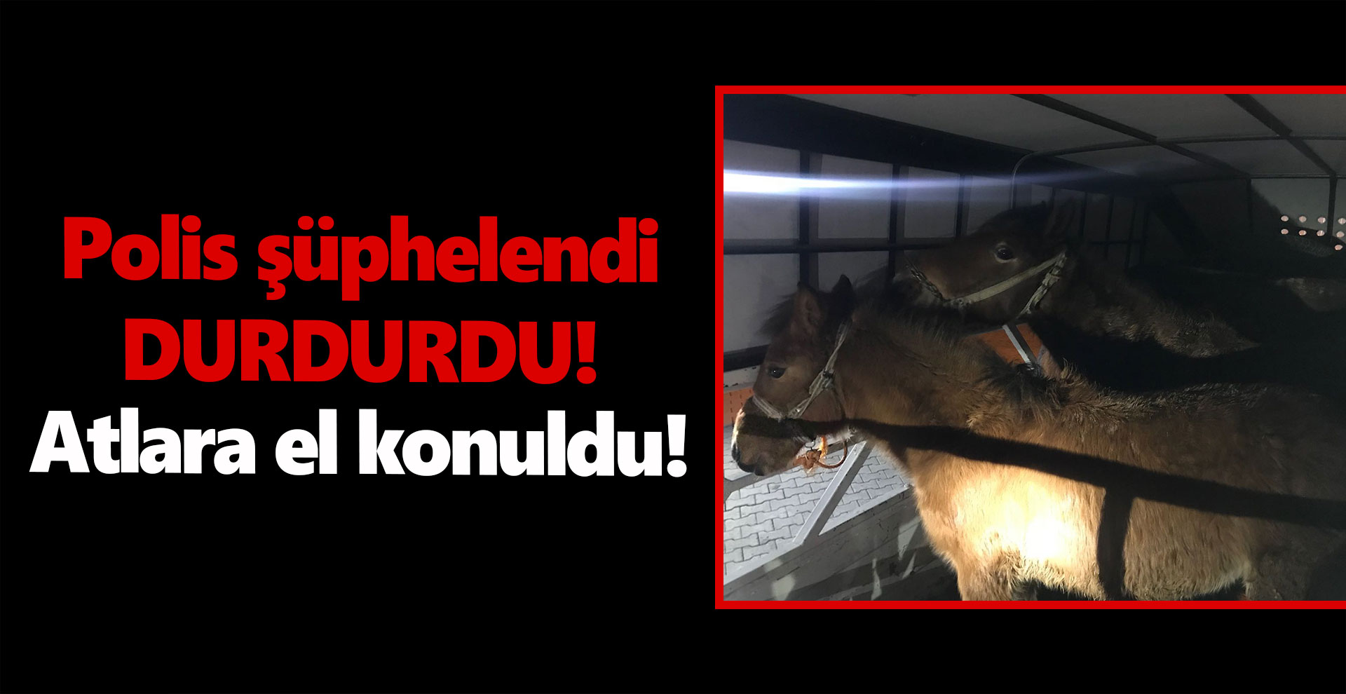 Polis şüphelendi durdurdu! Atlara el konuldu!