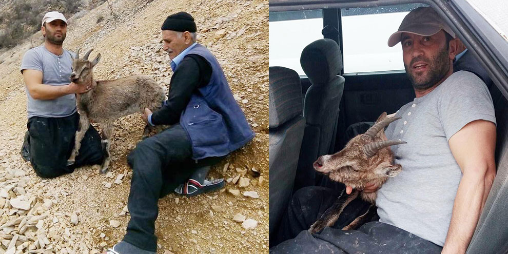 Yavru karacayı köylüler kurtardı